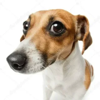 👀 emoji собаки багамотовские Telegram sticker 24 of 95
