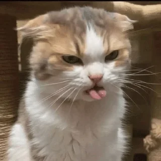Sticker from Meow Memes