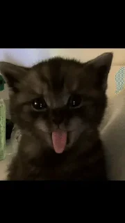 🌟 emoji Meow Memes Telegram sticker 6 of 85