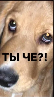 😠 emoji Рони Telegram sticker 24 of 33