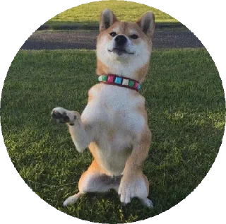 😑 emoji Shiba @stickersb2b Telegram sticker 13 of 32