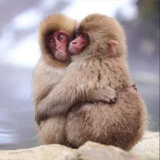 🥺 emoji Monkeys | author:@tayaJei Telegram sticker 9 of 31