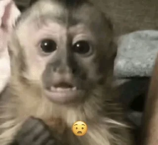 😧 emoji Monkeys | author:@tayaJei Telegram sticker 18 of 31