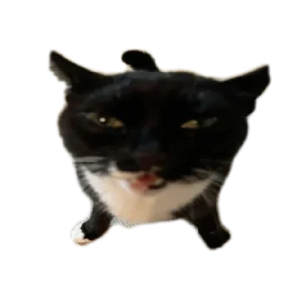 🐱 emoji Котэ Telegram sticker 10 of 15