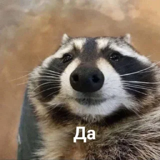 🥰 emoji Еноты Telegram sticker 7 of 42