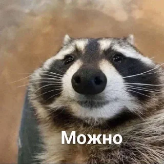 🥰 emoji Еноты Telegram sticker 24 of 42