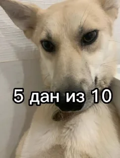 😐 emoji данaилиулыбака? Telegram sticker 18 of 38
