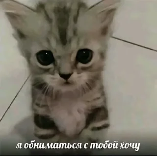 🌟 emoji прости, что люблю тебя... Telegram sticker 6 of 89