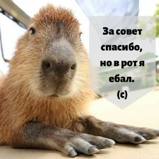 Sticker from капибарные капибары