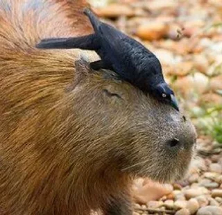 🐗 emoji Капибары :: @shirichka Telegram sticker 13 of 30