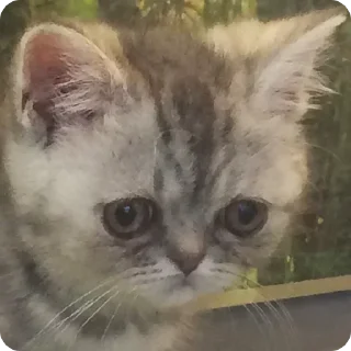 😢 emoji Лучшое Telegram sticker 19 of 78