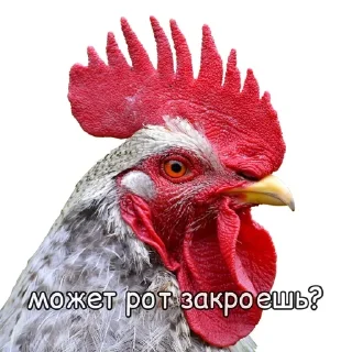 🐓 emoji Куринные будни • @musqw5 Telegram sticker 5 of 120