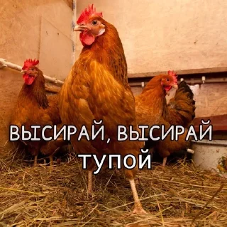 🌟 emoji Куринные будни • @musqw5 Telegram sticker 22 of 120