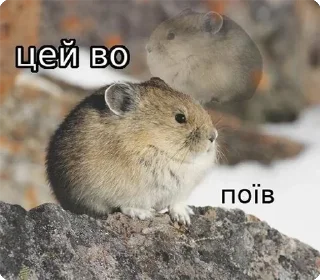 Sticker from цей во... @solovyy