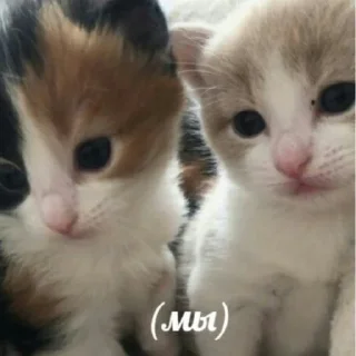 😊 emoji Котики на каждый день Telegram sticker 23 of 29