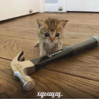 😈 emoji Котики на каждый день Telegram sticker 18 of 29
