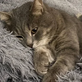 🌟 emoji Болтик Telegram sticker 5 of 11