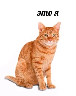 🙂 emoji Мемы про котов Telegram sticker 12 of 65