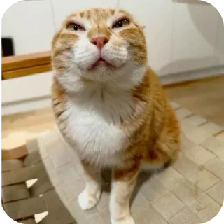 😡 emoji Мемчики про котов Telegram sticker 17 of 35