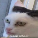 👺 emoji memy pró kotov (po rzhatí) Telegram sticker 21 of 32