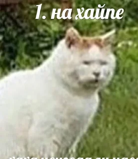 😎 emoji Мемы про котов Telegram sticker 16 of 65