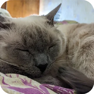 🐱 emoji Коты Telegram sticker 18 of 78