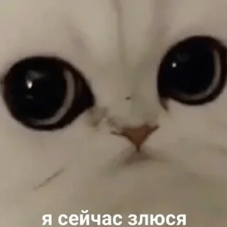 💢 emoji Котя Telegram sticker 18 of 120