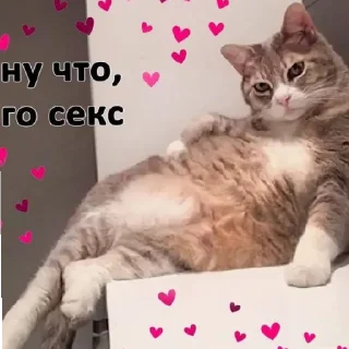 😏 emoji КОТЯ Telegram sticker 21 of 39