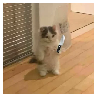 😡 emoji котя Telegram sticker 21 of 49