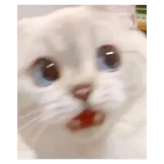 😧 emoji котя Telegram sticker 16 of 49