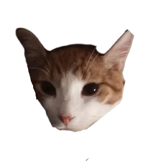 🐱 emoji Лучший котя) Telegram sticker 13 of 15