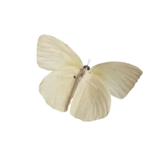 🦋 emoji aesthetic Telegram sticker 6 of 22