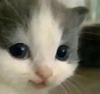 🤔 emoji котятки ДЛЯ КИСЫ!!!❤️ Telegram sticker 21 of 56