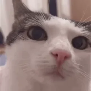 котятки ДЛЯ КИСЫ!!!❤️ sticker 1