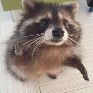 🦝 emoji raccoons 🦝 by @immlssml Telegram sticker 6 of 34