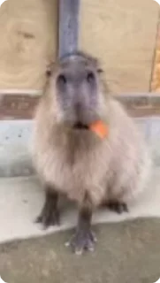 😋 emoji капибарки Telegram sticker 17 of 22