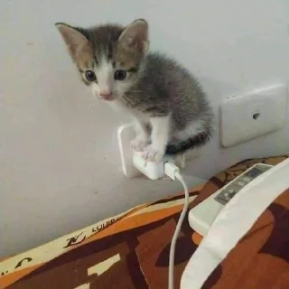 🤯 emoji котятки Telegram sticker 9 of 78