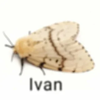 🪰 emoji для всіх випадків у житті Telegram sticker 13 of 102