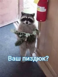 🌟 emoji Енотик Обожрун Telegram sticker 9 of 40