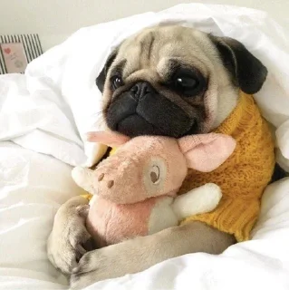 🐷 emoji Чмопсы Telegram sticker 22 of 51
