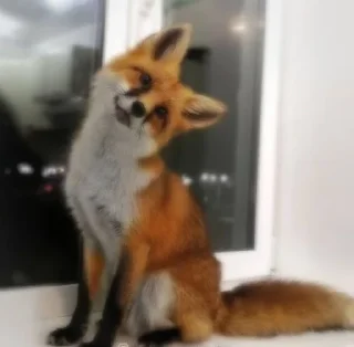 😯 emoji 🦊  // 𝓗𝓪𝓹𝓹𝔂 𝓯𝓸𝔁𝓮𝓼 // 🦊 Telegram sticker 23 of 120