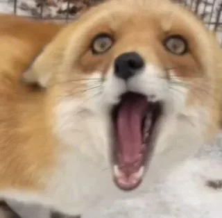 😨 emoji 🦊  // 𝓗𝓪𝓹𝓹𝔂 𝓯𝓸𝔁𝓮𝓼 // 🦊 Telegram sticker 14 of 120