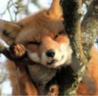🫠 emoji 🦊  // 𝓗𝓪𝓹𝓹𝔂 𝓯𝓸𝔁𝓮𝓼 // 🦊 Telegram sticker 18 of 120