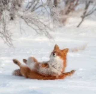😁 emoji 🦊  // 𝓗𝓪𝓹𝓹𝔂 𝓯𝓸𝔁𝓮𝓼 // 🦊 Telegram sticker 15 of 120
