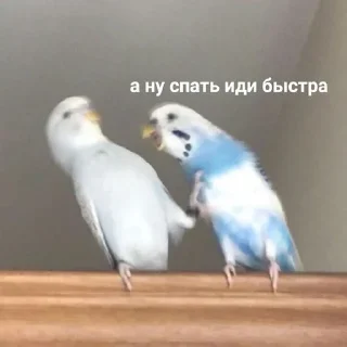 🌟 emoji Попугай в здании Telegram sticker 11 of 22