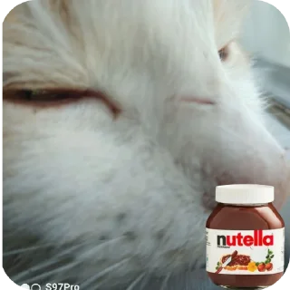🐱 emoji Cotiki😍 Telegram sticker 22 of 120