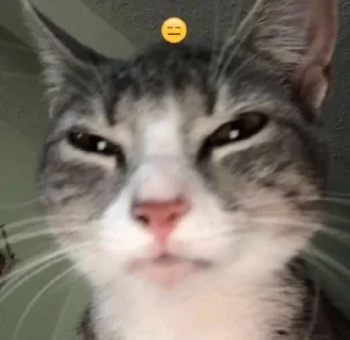 😑 emoji котики для любимой Telegram sticker 19 of 40