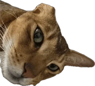 🌟 emoji SIMBATHECAT Telegram sticker 6 of 60