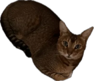 🌟 emoji SIMBATHECAT Telegram sticker 19 of 60