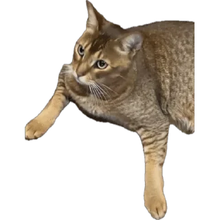 🌟 emoji SIMBATHECAT Telegram sticker 23 of 60